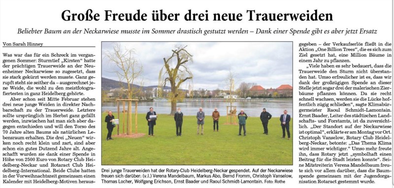Drei neue große Trauerweiden